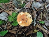 Tricholoma aurantium image