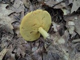Suillus subaureus image