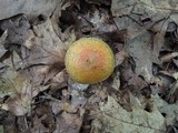 Suillus subaureus image