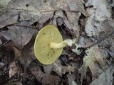 Suillus subaureus image