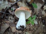 Russula compacta image