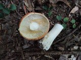 Russula compacta image