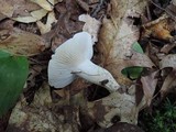 Hygrophorus sordidus image