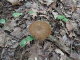 Lactarius lignyotus image