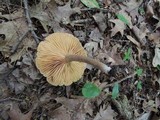 Lactarius lignyotus image