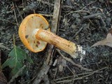 Tricholoma aurantium image