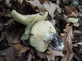 Leucopaxillus tricolor image