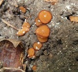 Sphaerosporella brunnea image