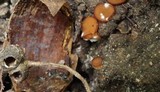 Sphaerosporella brunnea image