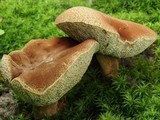 Boletellus chrysenteroides image