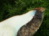 Boletellus chrysenteroides image