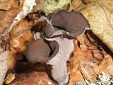 Craterellus fallax image