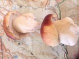 Boletus rubriceps image