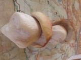 Boletus rubriceps image