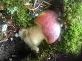 Boletus rubriceps image