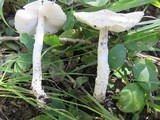 Lepiota clypeolaria image