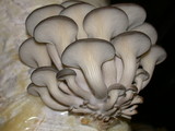 Pleurotus columbinus image