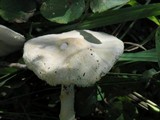 Lepiota clypeolaria image