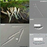 Microglossum olivaceum image