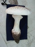 Amanita subcokeri image