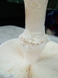 Amanita subcokeri image