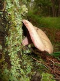 Lactarius subpurpureus image