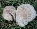 Agaricus porphyrocephalus image