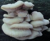 Lentinellus ursinus image