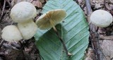 Marasmius delectans image