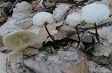 Marasmius delectans image