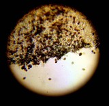 Panaeolus cinctulus image