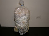 Pleurotus columbinus image