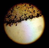 Panaeolus cinctulus image