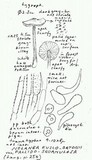 Nolanea fusco-ortonii var. pallidosquamulosa image