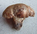 Tylopilus rhodoconius image