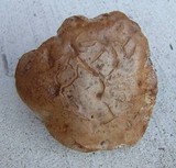 Tylopilus rhodoconius image