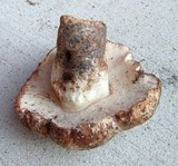 Tylopilus rhodoconius image