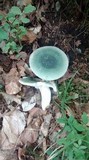 Russula virescens image