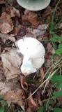 Russula virescens image