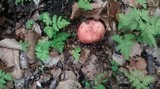 Russula rhodopus image