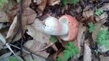 Russula rhodopus image