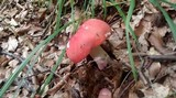 Russula rhodopus image