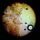Panaeolus cinctulus image