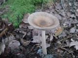Amanita rhacopus image