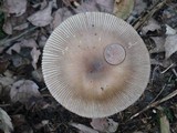 Amanita rhacopus image