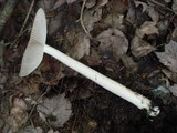 Amanita rhacopus image