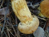 Cortinarius limonius image