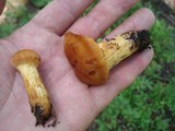 Cortinarius limonius image