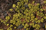 Acarospora schleicheri image