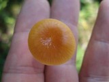 Hygrocybe laeta var. laeta image